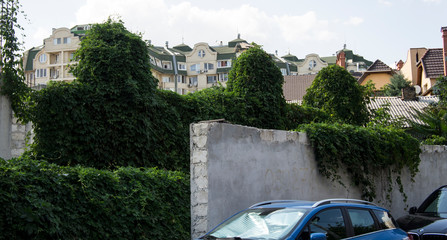 Brick building covered with green ivy. Europe