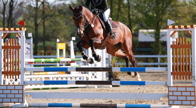 Horse photographed in jumping tournament over the obstacle in jump..