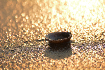 seashell on a beach with golden background