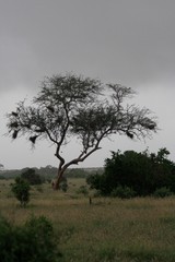 Alcuni scatti del parco nazionale zavo est in kenya 