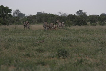 Fototapeta na wymiar Alcuni scatti del parco nazionale zavo est in kenya 