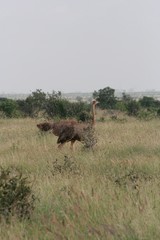 Naklejka na ściany i meble Alcuni scatti del parco nazionale zavo est in kenya 