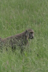 Alcuni scatti del parco nazionale zavo est in kenya 