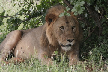 Alcuni scatti del parco nazionale zavo est in kenya 