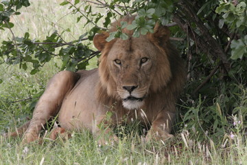 Alcuni scatti del parco nazionale zavo est in kenya 
