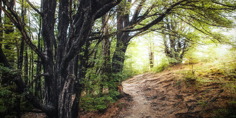 path in the forest, beautiful nature background, sunlight through trees