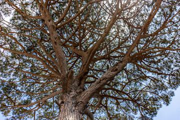 Italy, Capri, detail of a large pine tree.