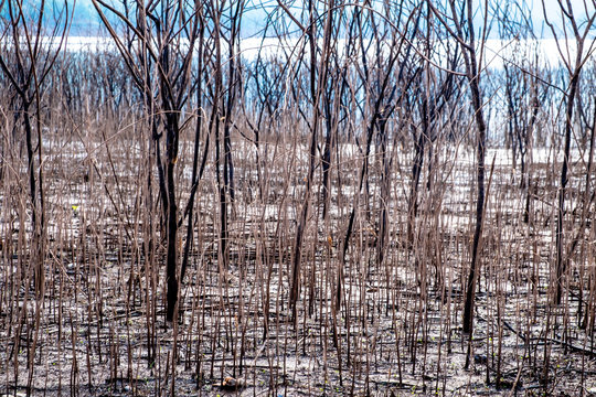 Close-up of dried brown and black pricky weed wood on the ground near the lake.