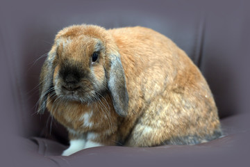 lop-eared domestic rabbit