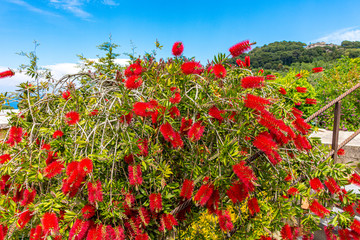 Italy, Capri, plants and flowers in the typical streets
