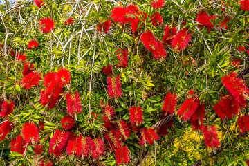 Italy, Capri, plants and flowers in the typical streets