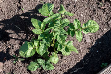 A row of potatoes in the garden. Green plants on earth