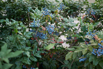Mahonia aquifolium blue fruits