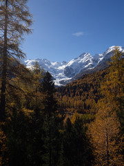 Autumn colours, Switzerland, with snowy peaks in the distance