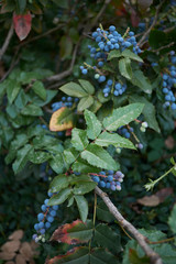 Mahonia aquifolium blue fruits