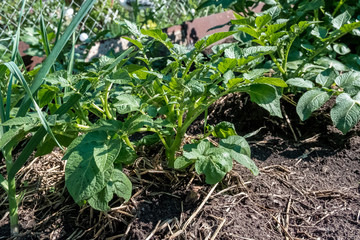 A row of potatoes in the garden. Green plants on earth
