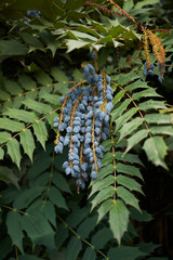 Mahonia x media evergreen shrub