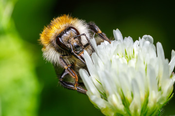 Hummel