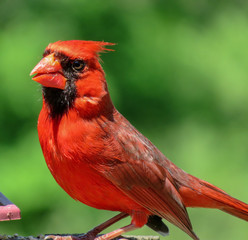 cardinal