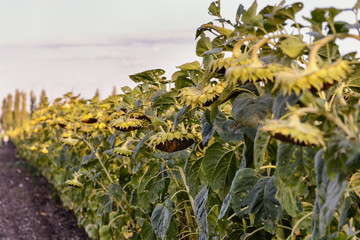 Field of ripened sunflowers as a material for the production of sunflower oil and to use the seeds in food