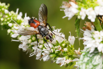 Rote Fliege
