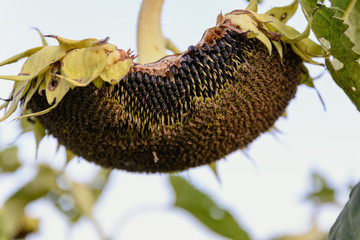 One ripened sunflower is ready to be material for the production of sunflower oil or the...