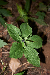 Paris quadrifolia plant in underwood