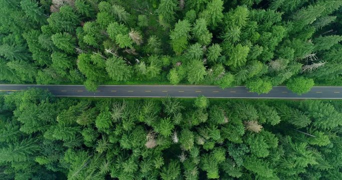 Aerial Lockdown: Car Driving Down Mount Loop Road Through Bright Green, Pointy Forest - Mount Loop Highway, Washington