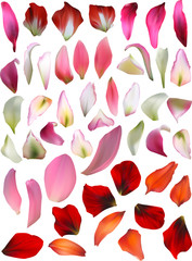 lily petals large collection on white