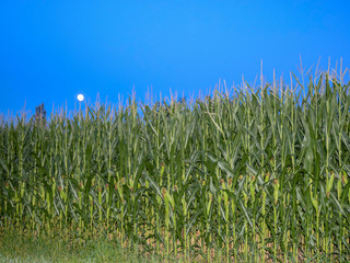 Obraz premium moon above cornfield, evening chair