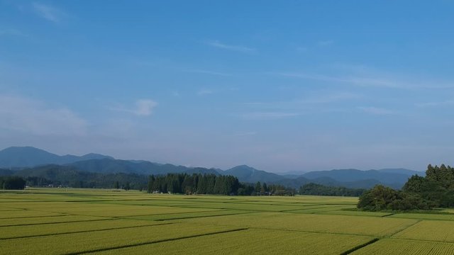 日本の田園風景　8月　空撮　農業イメージ