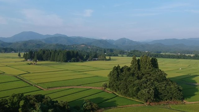 日本の田園風景　8月　空撮　農業イメージ