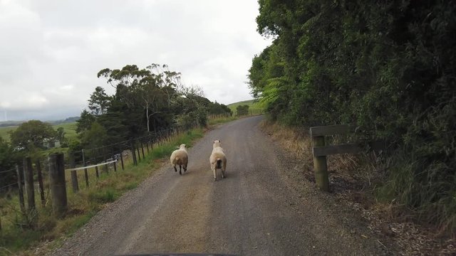 Two sheep run down a country road