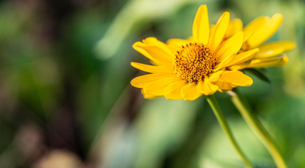 The field flowers are in environmental conditions.