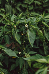 Flowers on a bush of sweet pepper in a rural garden. Close up.