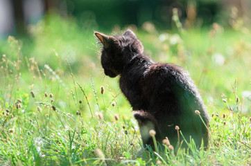 Cute little kitten sits in the grass in summer