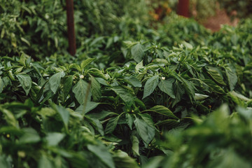 Green bushes of sweet pepper in a rural garden. Close up.