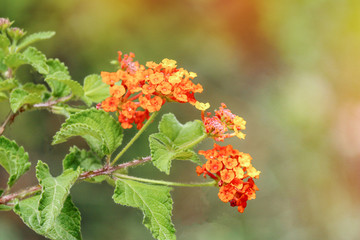 small flower in the garden