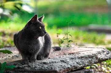 Portrait of a gray cat on a stone