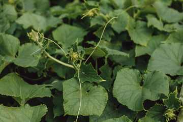 Young green  sprout on a summer day in a garden. Close up.