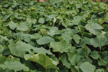 Green carpet of cucumber shoots in a rustic garden. Close up.