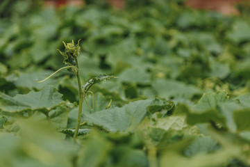 Young green sprout of cucumber on a sunny summer day. Close up.