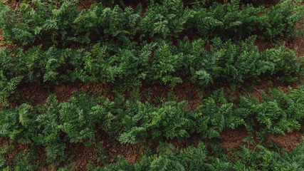 Green rows of carrots in a rural garden. Top view. Close up.