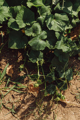 Green shoots of cucumber on the ground in a garden. Close up.