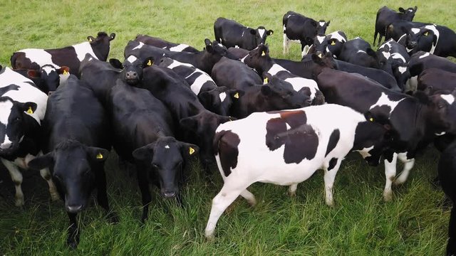 A large herd of farm cattle
