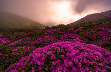 Fototapeta na wymiar alpine flowers on the mountain in end of day