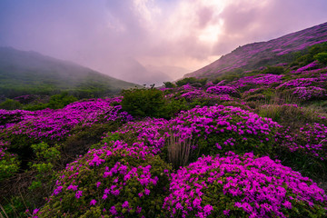 alpine flowers on the mountain in end of day