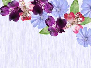 Beautiful floral background of alstroemeria and chicory. Isolated