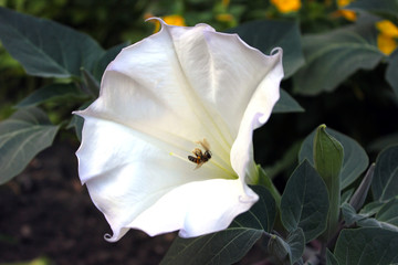 Fototapeta na wymiar flower in garden