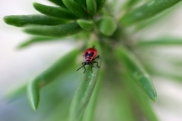 a bug crawling on cactus leaves